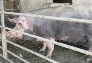 Purcea rasa pietrain