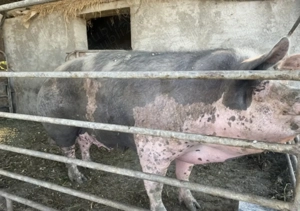 Purcea rasa pietrain - imagine 2