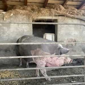 Purcea rasa pietrain - imagine 3