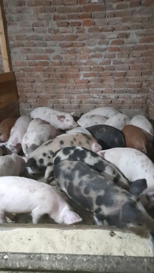 De vanzare soldani - imagine 2