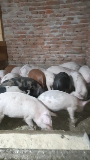 De vanzare soldani - imagine 3