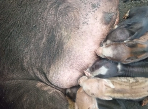 Porci vietnamezi  - imagine 2