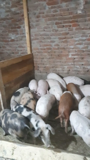 De vanzare soldani - imagine 4