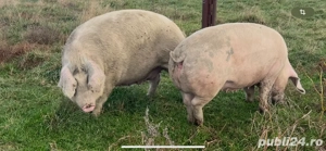 Vand porci 10lei  kg