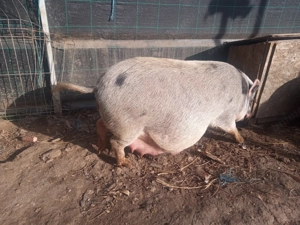 Porci vietnamezi  - imagine 3