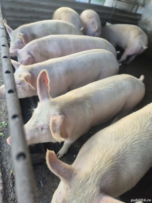 porci de vanzare - imagine 4