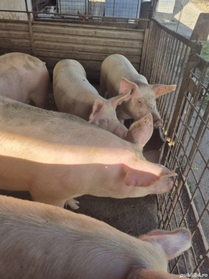 porci de vanzare - imagine 5