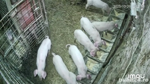 purcei landrace 8 sapt masculi - imagine 2