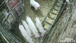 purcei landrace 8 sapt masculi - imagine 3