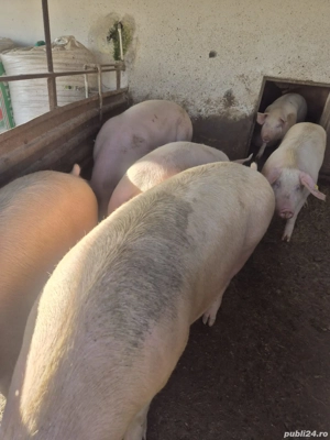 porci de vanzare