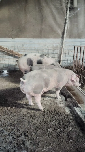 Porci de vânzare între 80-160 de kg 