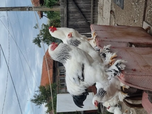 Cocosi brahma talie mare martie 2025