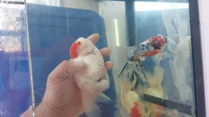 Pesti de acvariu - imagine 4