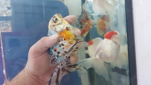 Pesti de acvariu - imagine 5