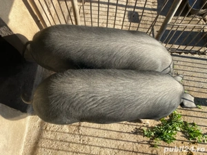 Porci de vanzare! - imagine 4