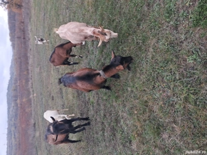 capra grasa  - imagine 4