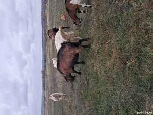 capra grasa  - imagine 3