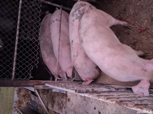 De vinzare 4 porci au greutatea intre 90 si 120 kg