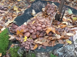 Disponibile ghebe 13 lei kg