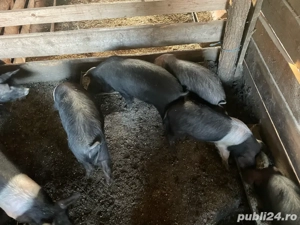 Purcei Bazna - imagine 5