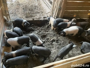 Purcei Bazna - imagine 4