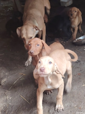 Vând din părinți cautatori de trufe