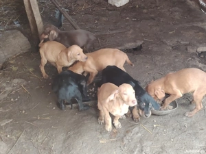 Vând din părinți cautatori de trufe - imagine 2