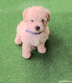 vand catel bichon  frise