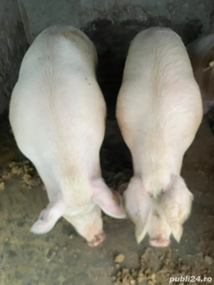 Porci de vanzare - imagine 2
