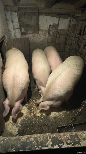 Vand porci marele alb cu landras