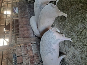 Vând cinci purcele de șase luni  - imagine 2