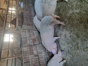 Vând cinci purcele de șase luni  - imagine 3