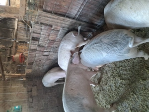 Vând cinci purcele de șase luni  - imagine 4