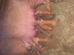 Purceii duroc și duroc petrean 