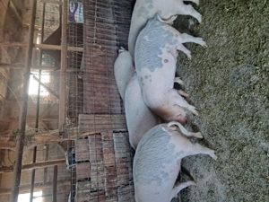 Vând cinci purcele de șase luni  - imagine 5