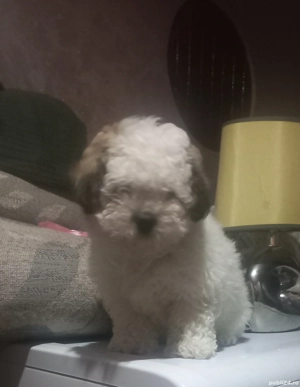 disponibil bișon detalii la telefon 