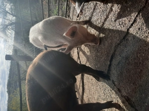 Porc de Craciun - imagine 2