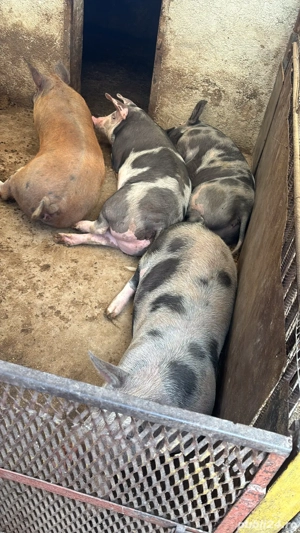 vând porci de sacrificat