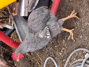 cocosi playmonth 150 buc