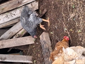 cocosi playmonth 100 buc - imagine 2