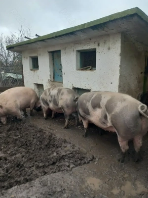 Vand porci bio - imagine 2