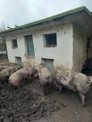 Vand porci bio - imagine 3