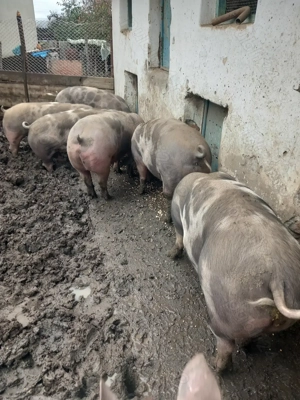 Vand porci bio - imagine 4