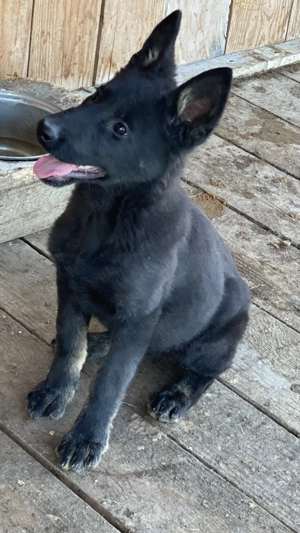 Ciobănesc german linie de lucru  - imagine 2