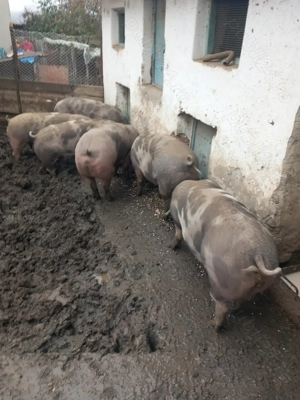 Vand porci bio - imagine 5