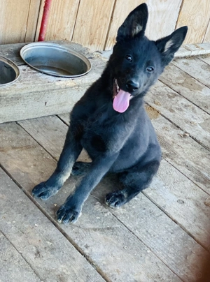 Ciobănesc german linie de lucru 