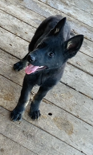 Ciobănesc german linie de lucru  - imagine 3