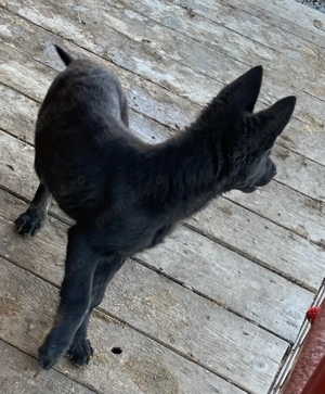 Ciobănesc german linie de lucru  - imagine 4