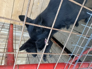 Ciobănesc german linie de lucru  - imagine 5