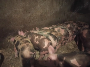 Vând purcei rasă petrain  - imagine 3